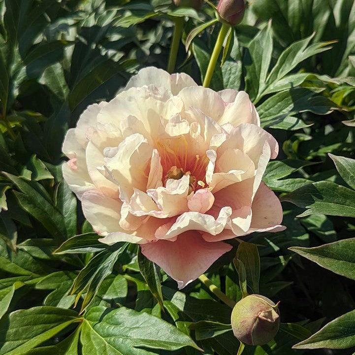 Paeonia - Scrumdiddlyumptious Itoh Peony