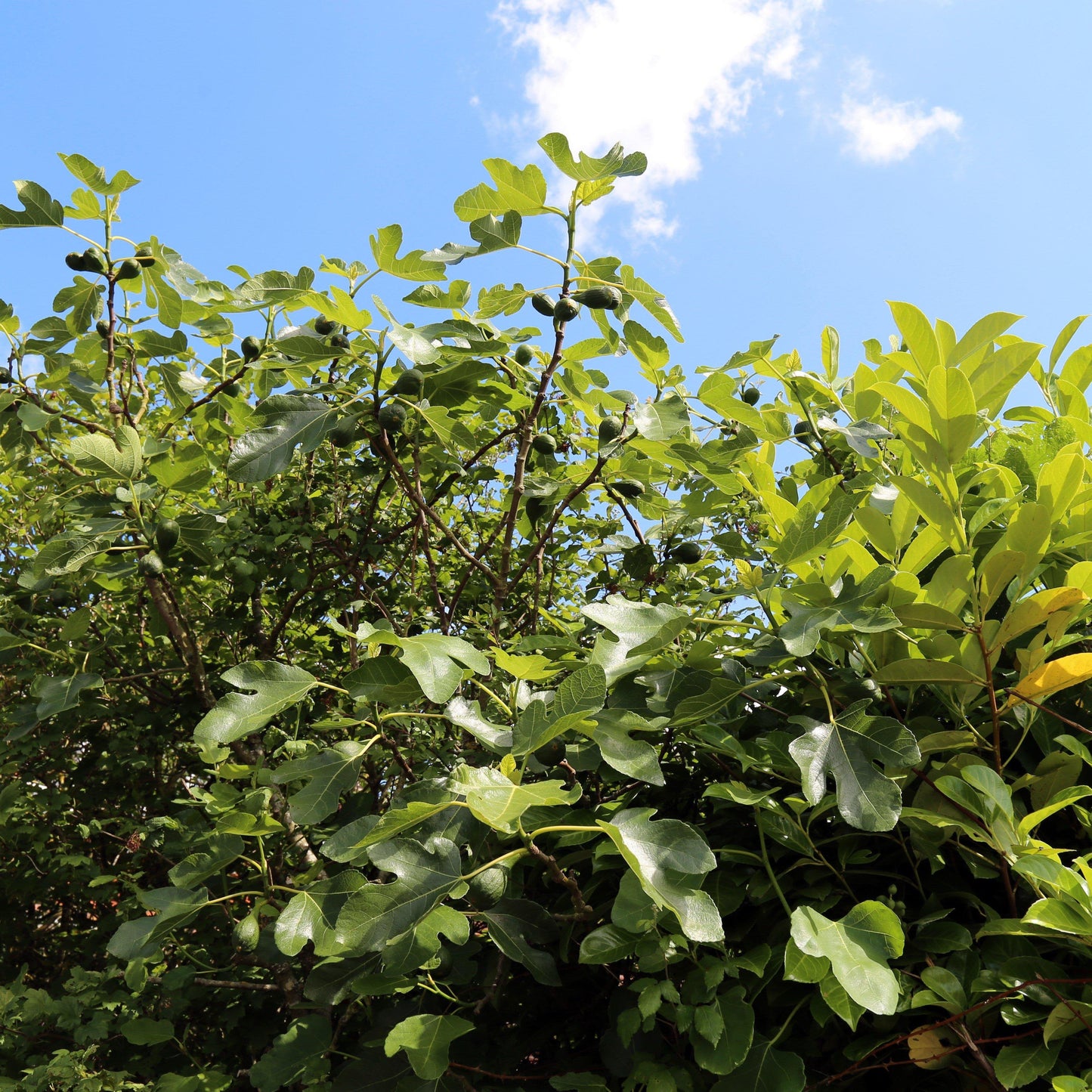 Ficus carica - Brown Turkey Fig