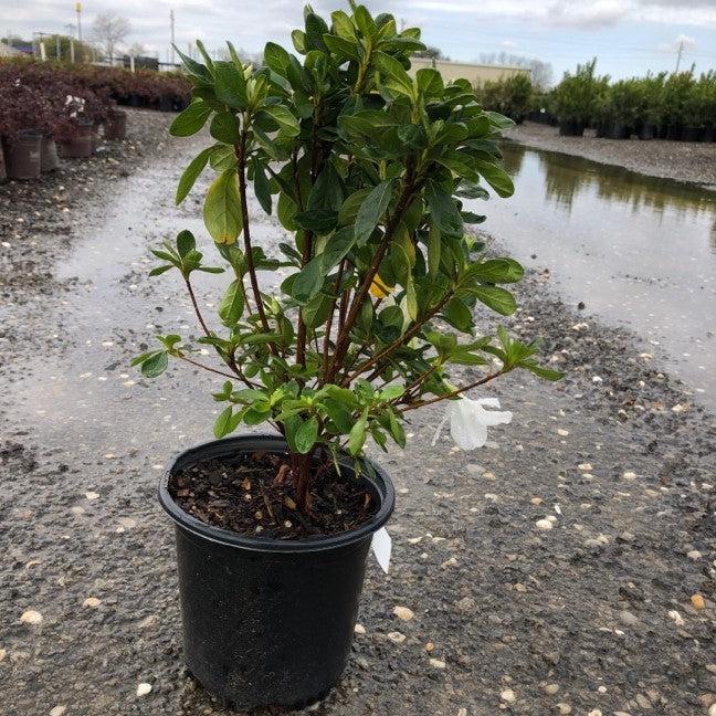 Rhododendron - Delaware Valley White Azalea