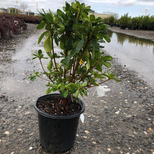Rhododendron - Delaware Valley White Azalea