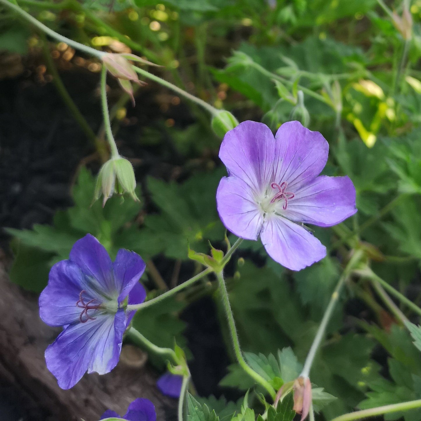 Geranium - Azure Rush Cranesbill