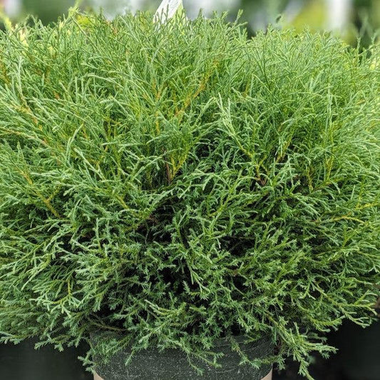 Thuja occidentalis - Mr. Bowling Ball® Arborvitae