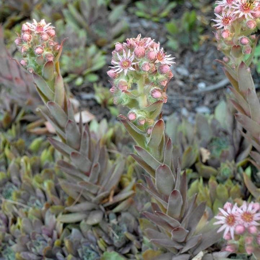 Sempervivum - Purple Beauty Hens and Chicks