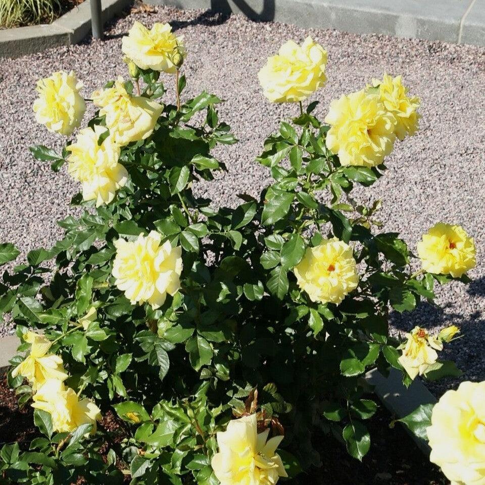 Rosa - Sunsprite Rose