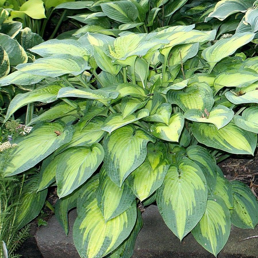 Hosta x - Paul's Glory Hosta