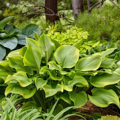 Hosta - PW® Shadowland® Lone Star Hosta