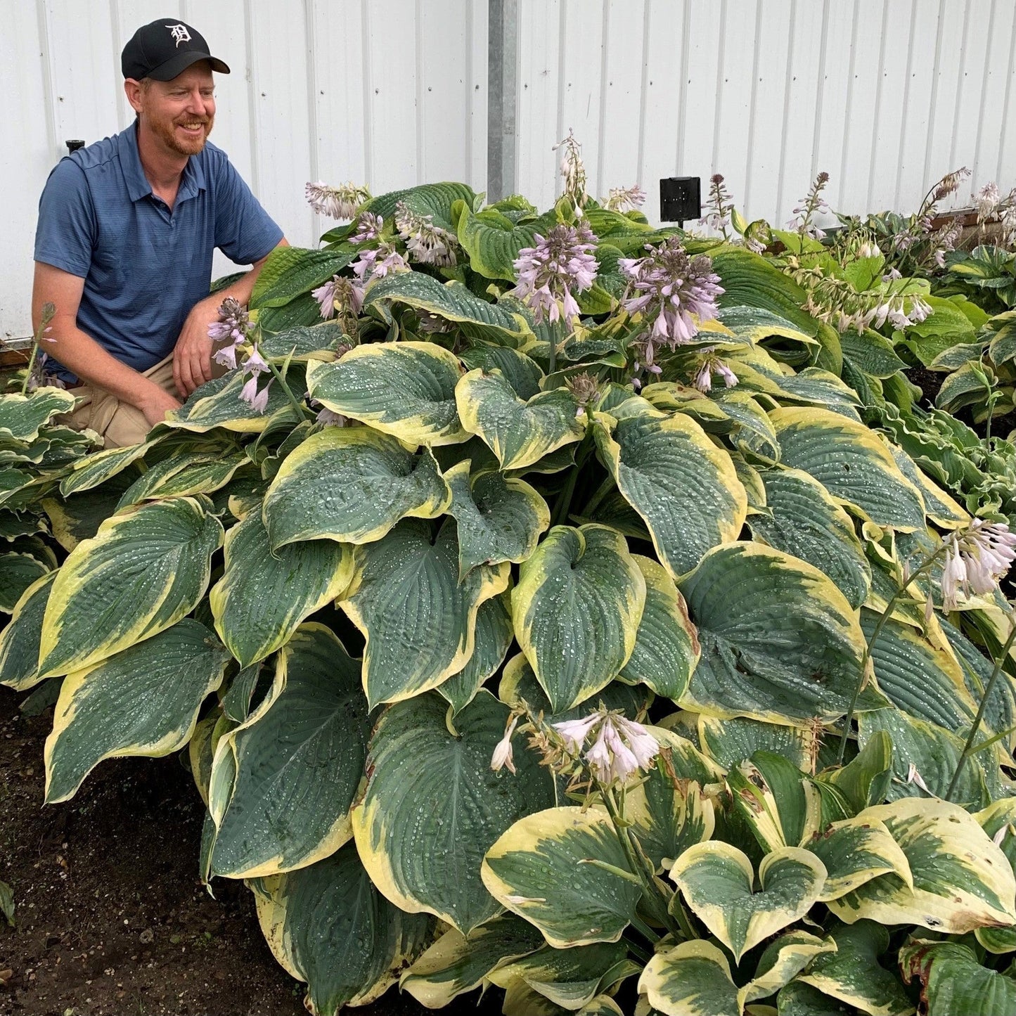 Hosta - PW® Shadowland® Gigantosaurus Hosta