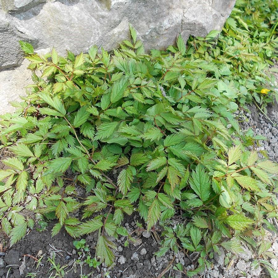 Astilbe chinensis - Pumila Chinese Astilbe