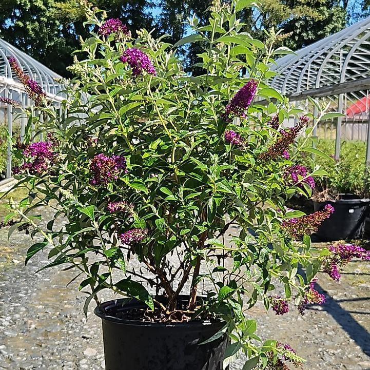 Buddleia - MONARCH® Dark Dynasty Butterfly Bush