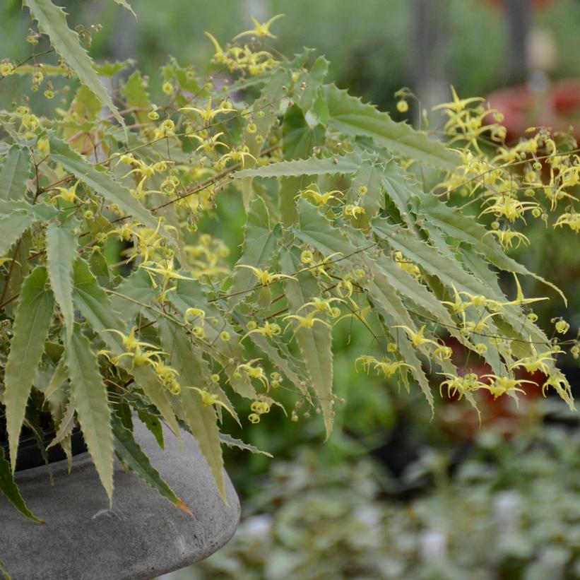 Epimedium spp. nova - Spine Tingler Barrenwort