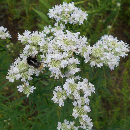 Pycnanthemum virginianum - Virginia Mountain Mint