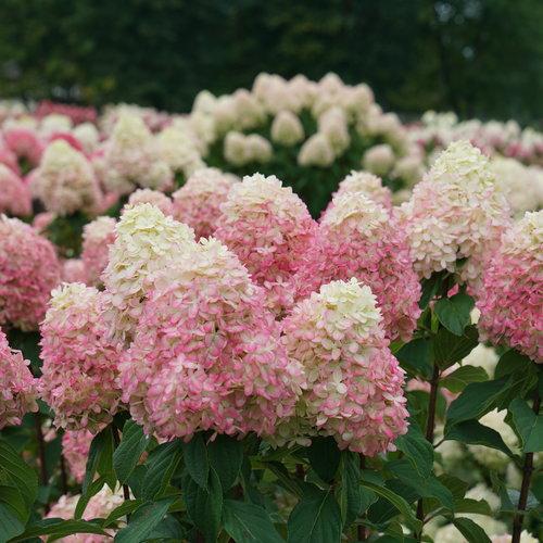 Hydrangea paniculata - Proven Winners® Limelight Prime® Hydrangea
