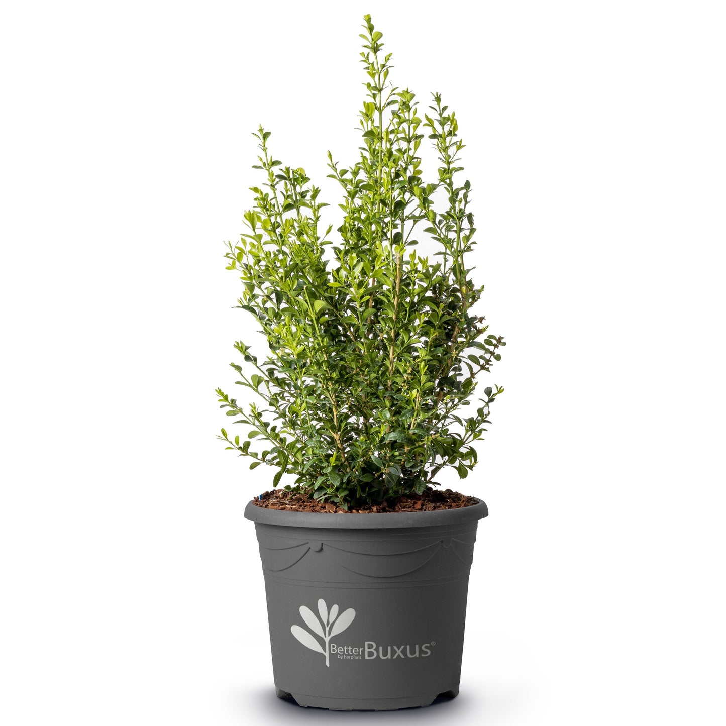 BetterBoxwood® Heritage™ Boxwood