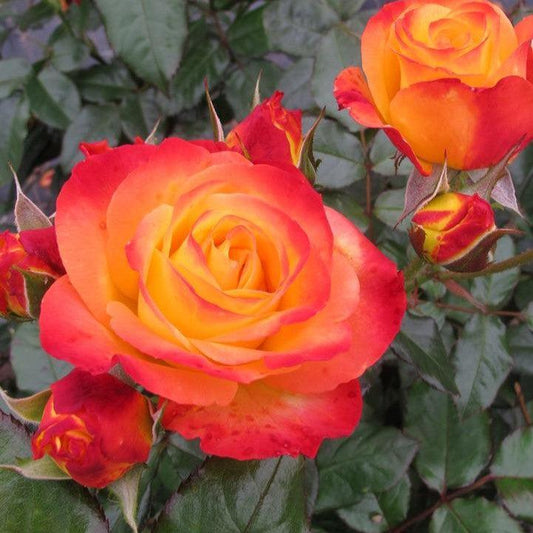 Rosa x - Oso Easy En Fuego® Rose