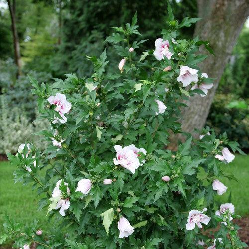Hibiscus syriacus - PW® Starblast Chiffon® Rose of Sharon