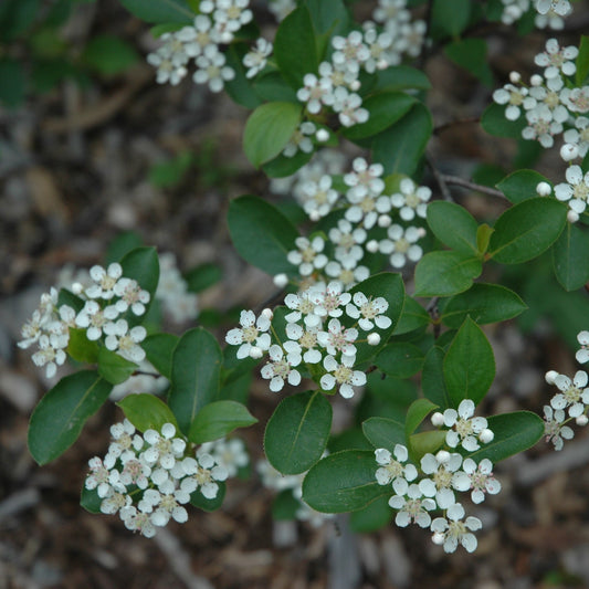 Aronia melanocarpa 'Morton' - Iroquois Beauty™ Chokeberry