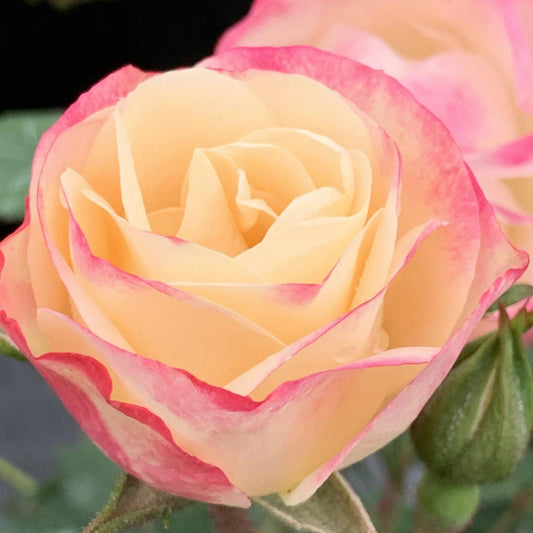 Rosa - Enchanted Meadow™ Rose