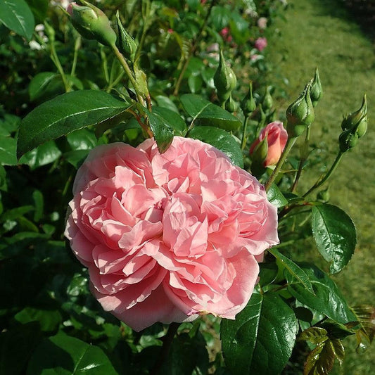 Rosa 'Ausrimini' - Strawberry Hill® Climbing Rose