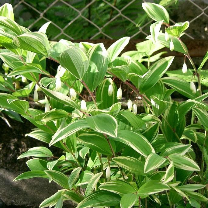 Polygonatum odoratum var. pluriflorum - Variegated Fragrant Solomon's Seal