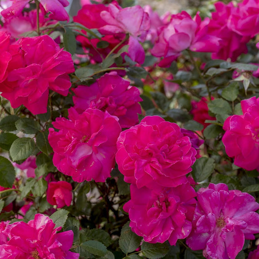 Rosa - Highwire Flyer™ Rose