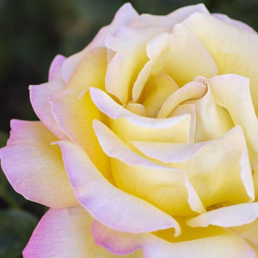 Rosa 'Peace' - Peace Rose