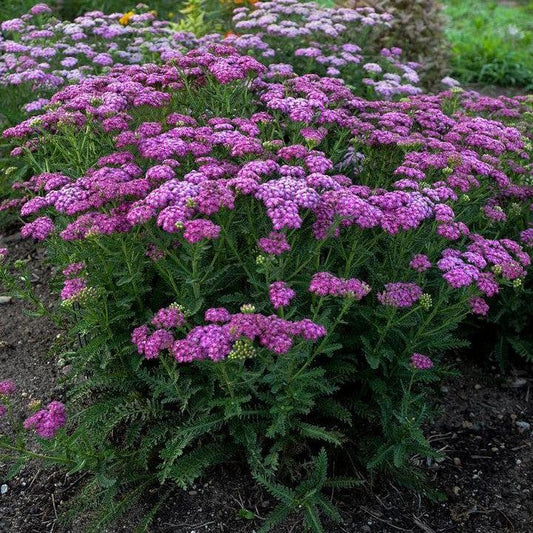 Achillea ’Firefly Fuchsia’ - PW® Firefly Fuchsia Yarrow