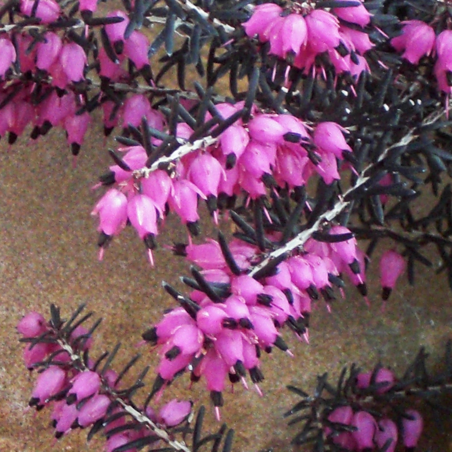Erica x darleyensis - ica x darleyensis 'Kramers Rote'~ Kramer's Rote Heath