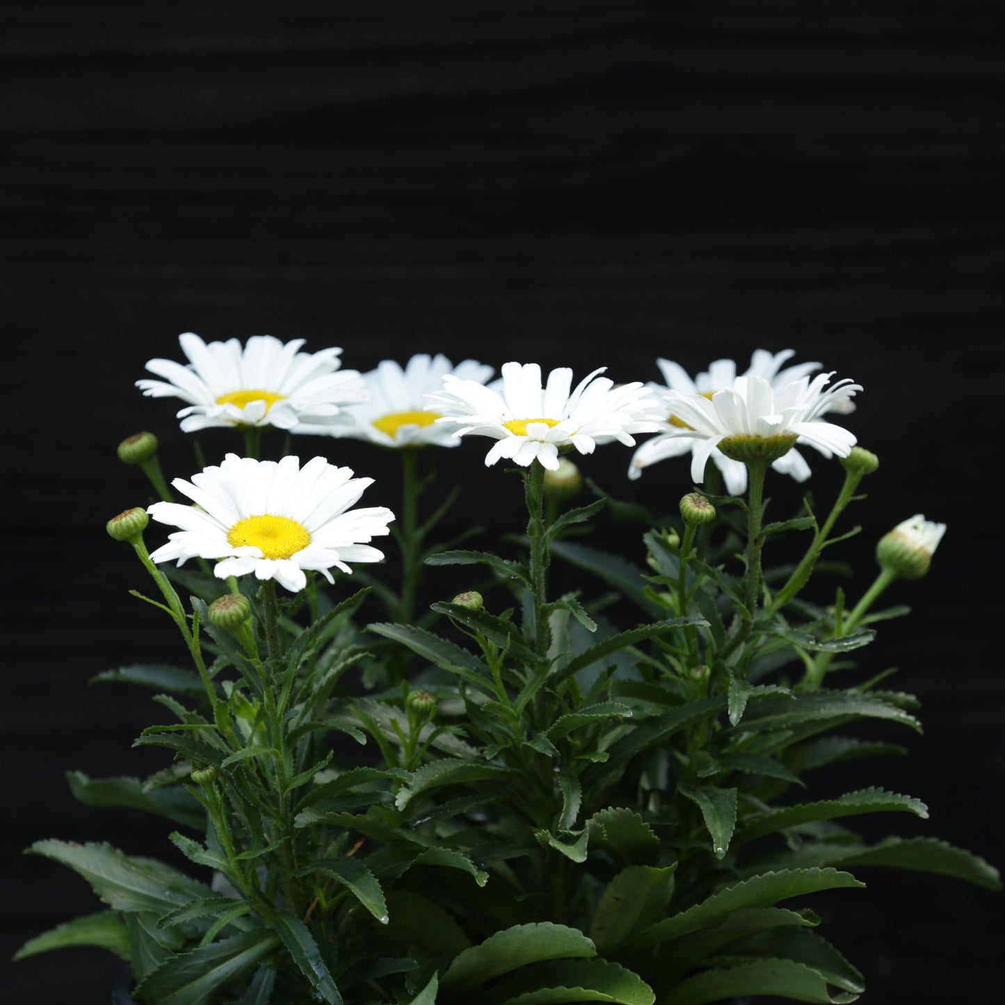 Leucanthemum superbum ’Daisy Duke’ - Amazing Daisies® Daisy May® Shasta Daisy