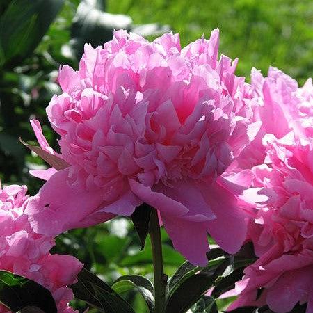 Paeonia lactiflora - Monsieur Jules Elie Peony