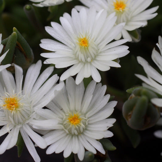 Delosperma cooperi - Jewel of Desert® Moonstone Ice Plant