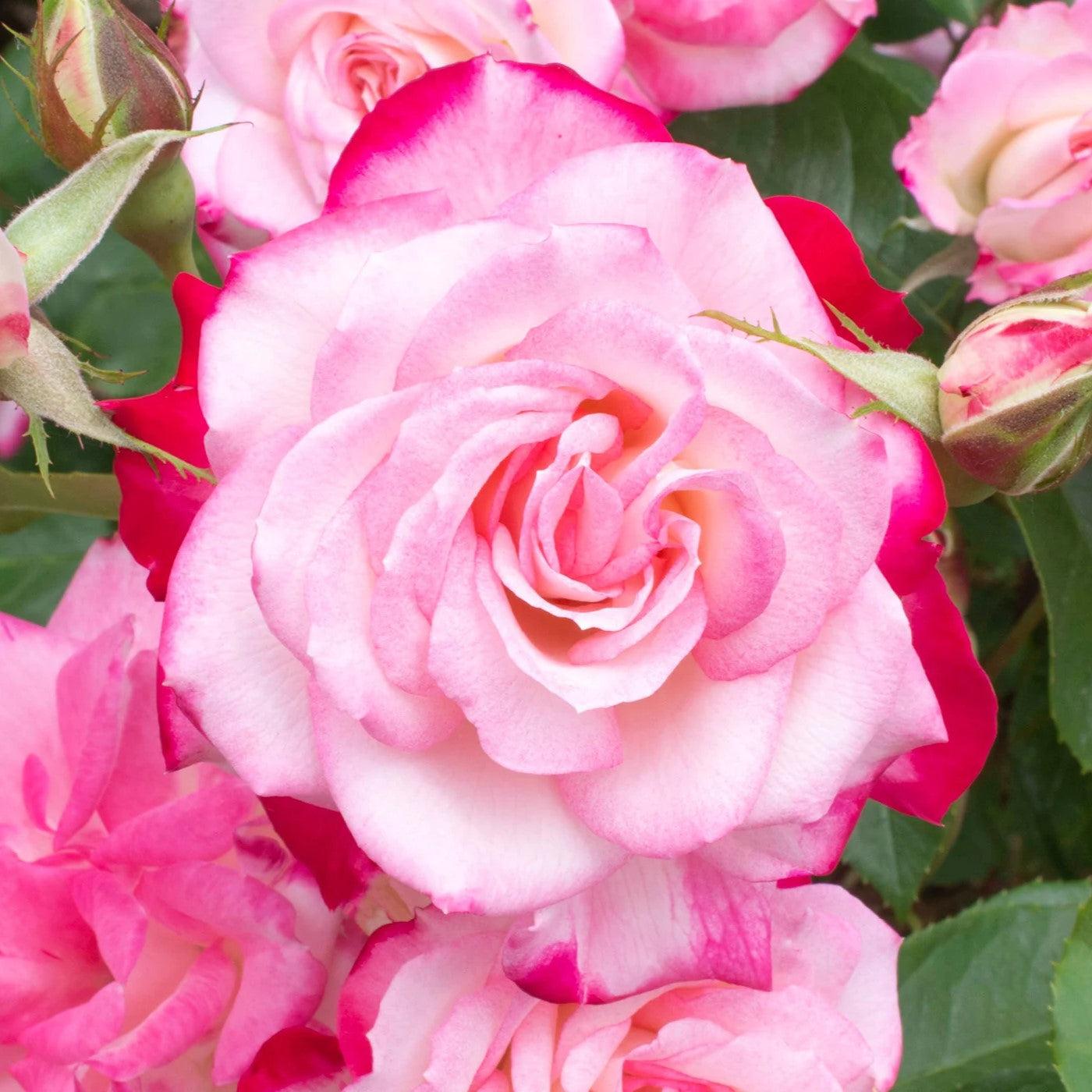 Rosa - Bloomables® Candy Cane Cocktail™ Rose
