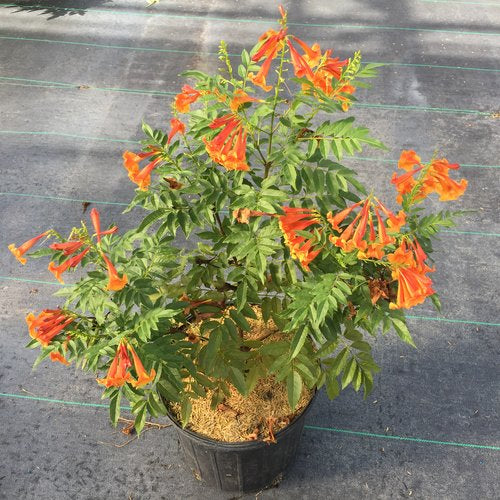 Tecoma x - Chicklet® Orange Trumpet Bush