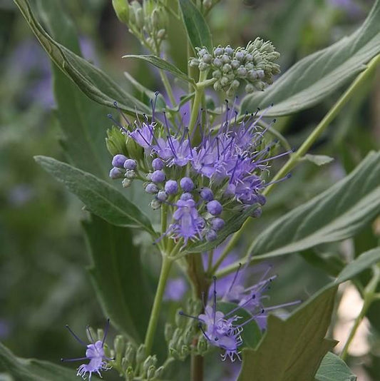 Caryopteris × clandonensis - Dark Knight Bluebeard
