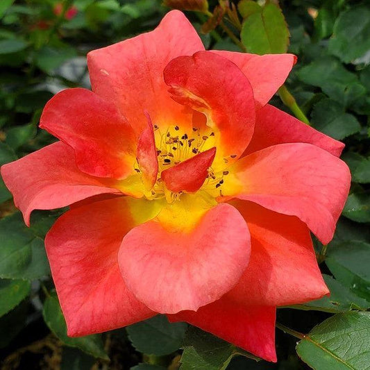Rosa x - Rise Up® Emberays® Climbing Rose