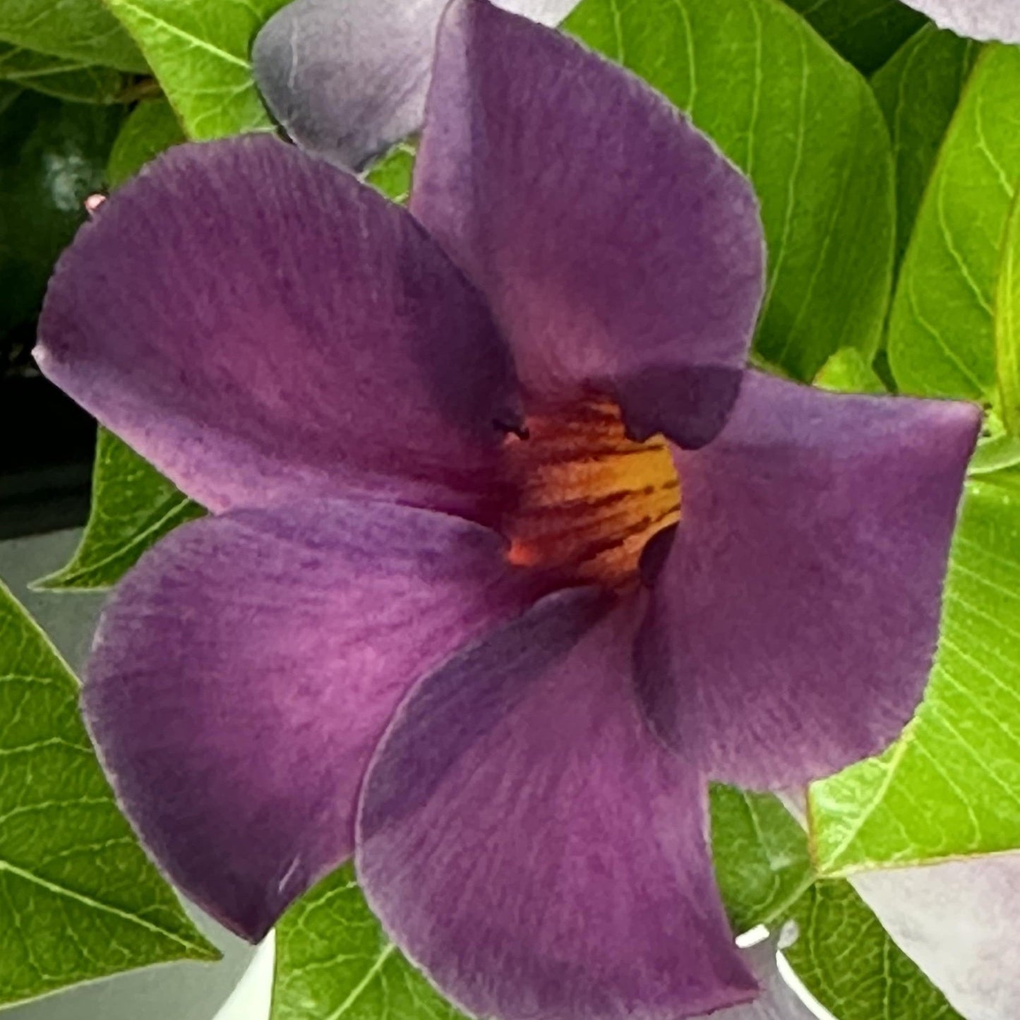 Mandevilla x - Sun Parasol® Original XP Bluephoria Mandevilla