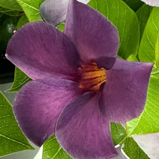 Mandevilla x - Sun Parasol® Original XP Bluephoria Mandevilla