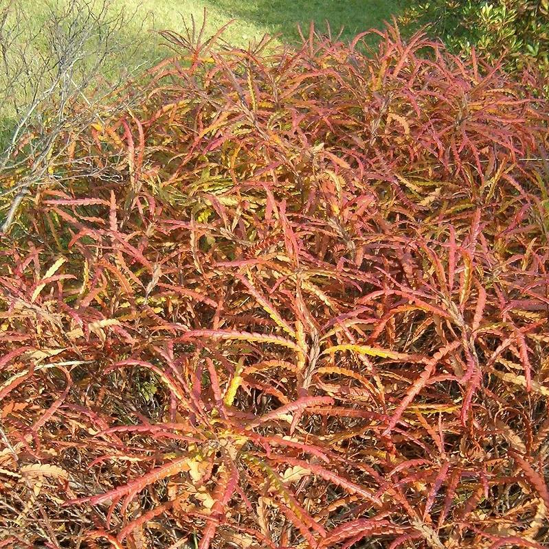 Comptonia peregrina - Sweet Fern