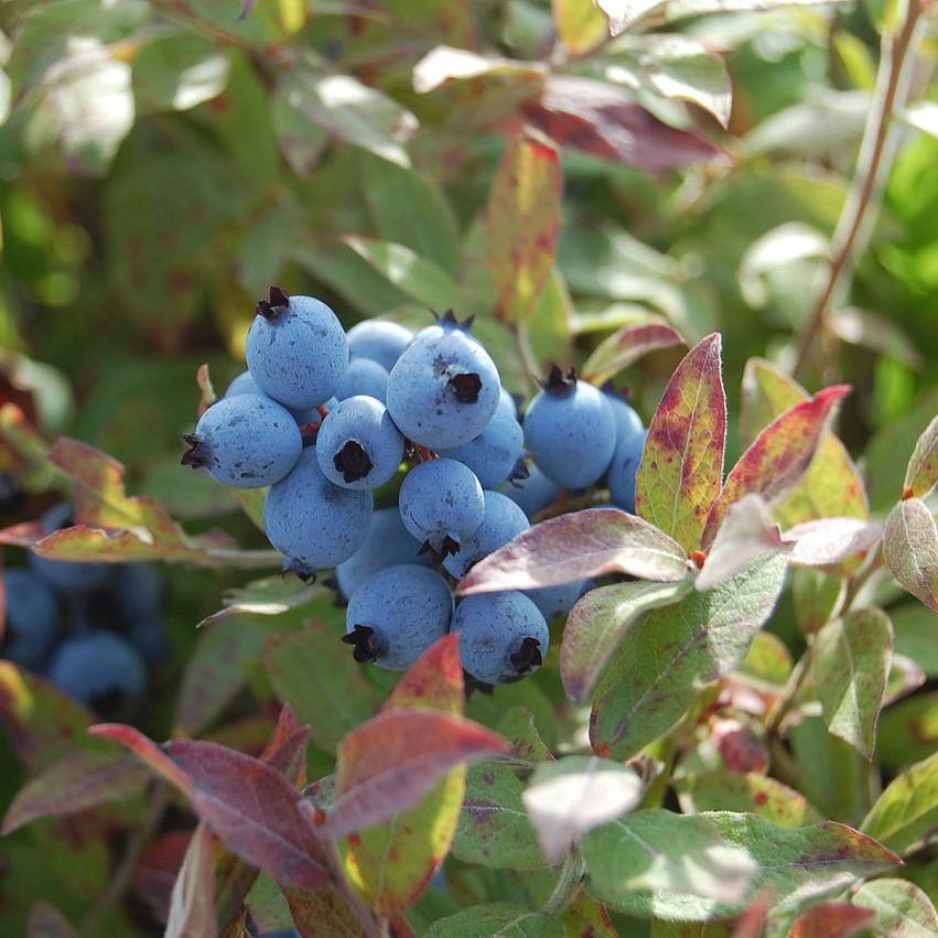 Vaccinium corymbosum - Pink Icing® Blueberry
