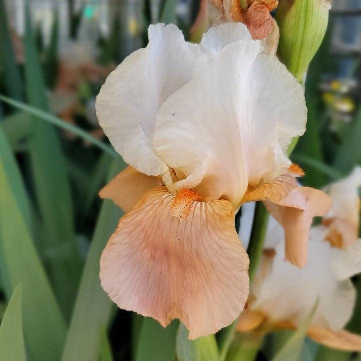Iris germanica - Invitation Bearded Iris