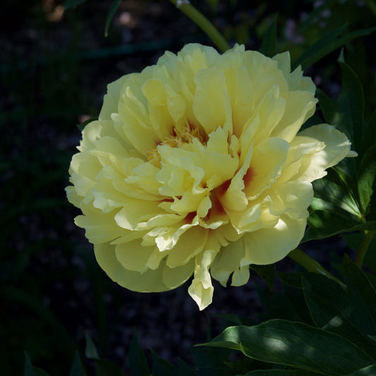 Paeonia 'Bartzella' - Bartzella Itoh Peony