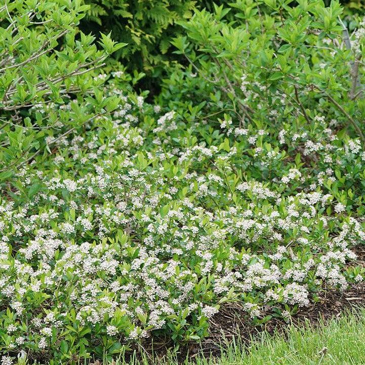 Aronia melanocarpa - PW® Ground Hug® Aronia