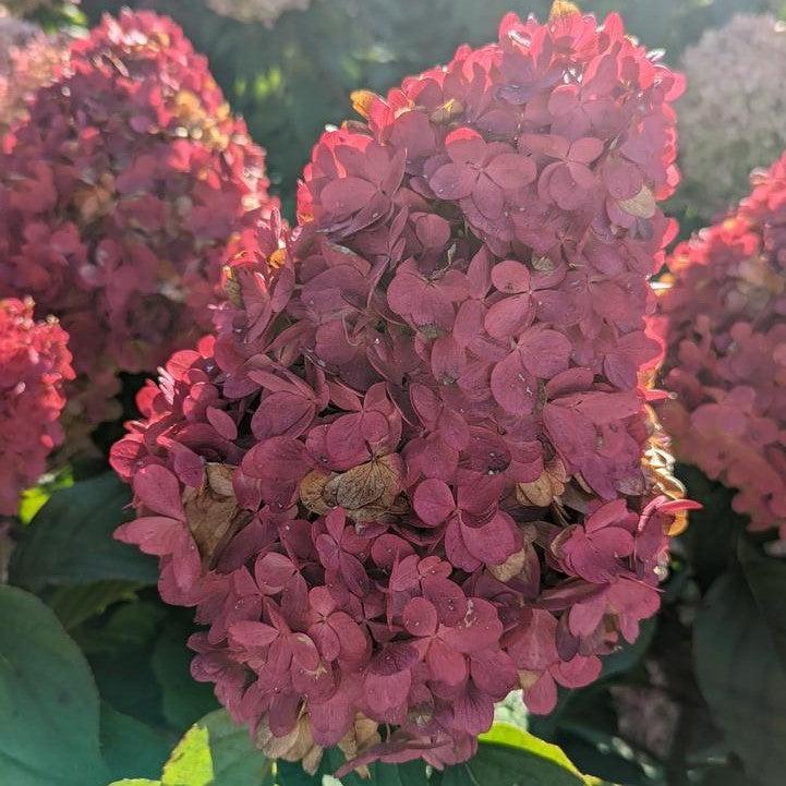 Hydrangea paniculata - Love-A-Lot™ Pink Hydrangea