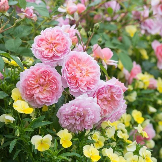 Rosa 'Ausecret' - Anne Boleyn Rose