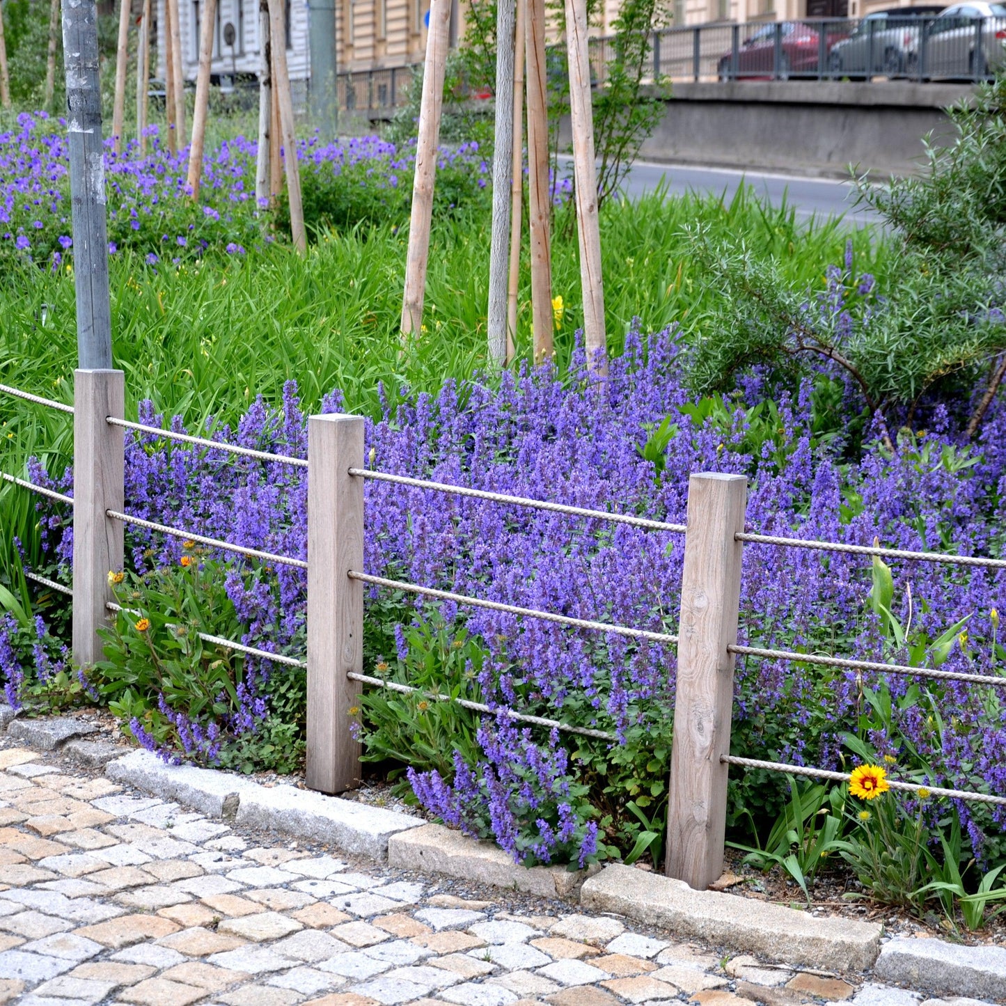 Nepeta x faassenii - Picture Purrfect Catmint