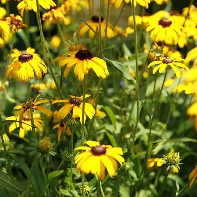 Rudbeckia fulgoda var speciosa - Viettes Little Suzy Black-Eyed Susan