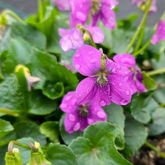 Viola sororia - Common Blue Violet
