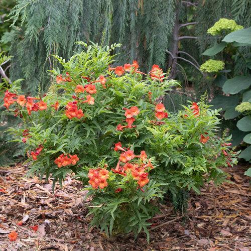 Tecoma x - Chicklet® Red Trumpet Bush