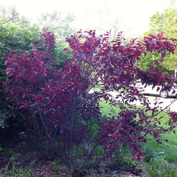 Prunus x cistena - Purpleleaf Sandcherry