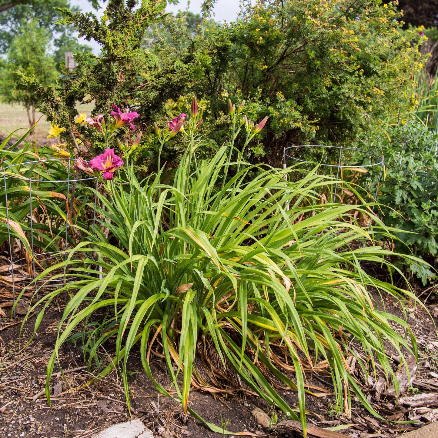 Hemerocallis x - Little Grapette Daylily