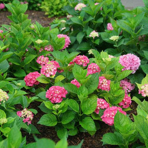 Hydrangea macrophylla - Let's Dance® Big Band® Hydrangea